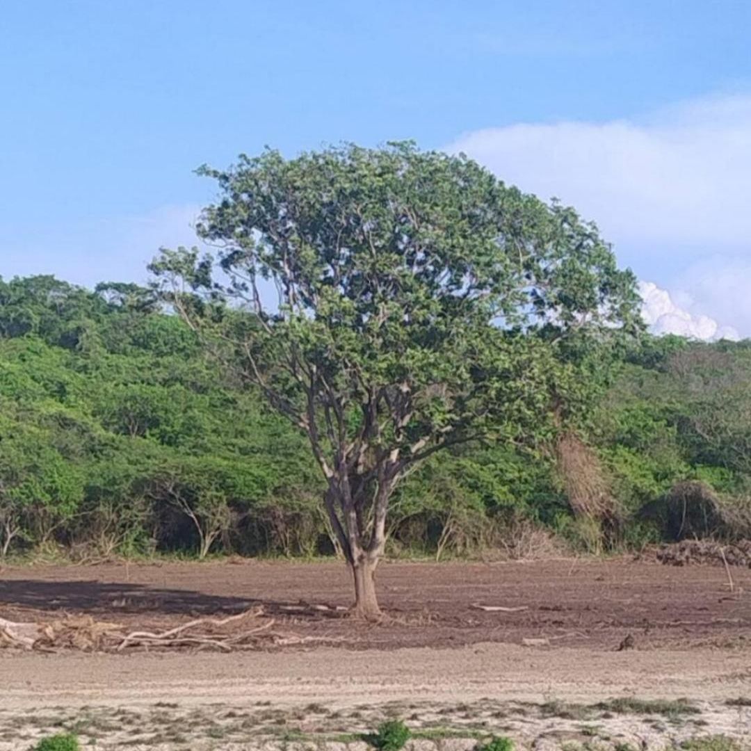Amazing Cerca The Manzanillo Sector * Cartagena